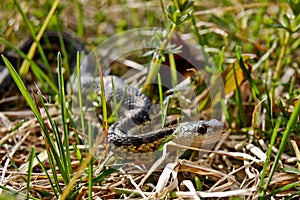 Eastern Garter Snake (Thamnophis sauritus)