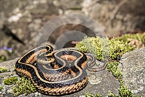 Eastern Garter Snake (Thamnophis sauritus) photo