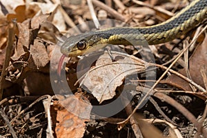 Eastern Garter Snake - Thamnophis sirtalis