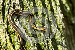 Eastern Garter Snake - Thamnophis sirtalis sirtalis