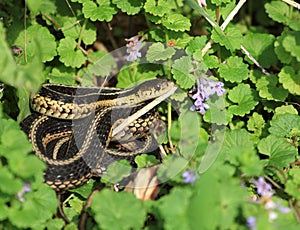 Eastern Garter Snake