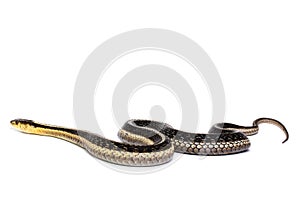 Eastern Gartersnake