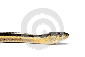 Eastern Gartersnake