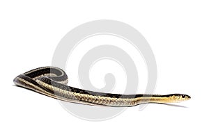 Eastern Gartersnake