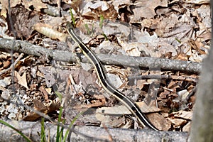 Eastern gartersnake (Thamnophis sirtalis) moving through leaf litter along hiking trail at Copeland Forest