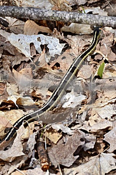 Eastern gartersnake (Thamnophis sirtalis) moving through leaf litter along hiking trail at Copeland Forest