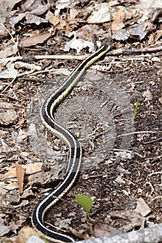 Eastern gartersnake (Thamnophis sirtalis) moving through leaf litter along hiking trail at Copeland Forest
