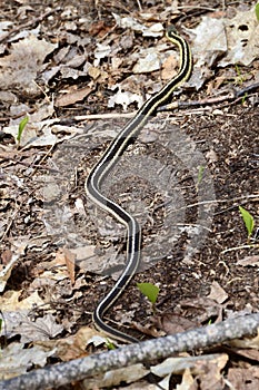 Eastern gartersnake (Thamnophis sirtalis) moving through leaf litter along hiking trail at Copeland Forest