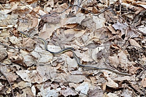 Eastern Gartersnake (Thamnophis sirtalis) moving through leaf litter along hiking trail at Pretty River Valley