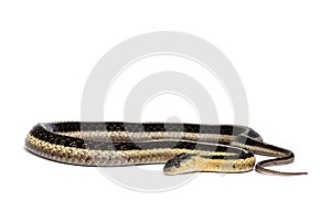 Eastern Gartersnake