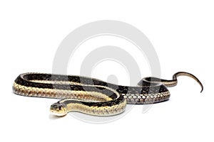 Eastern Gartersnake