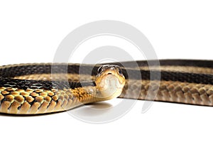 Eastern Gartersnake
