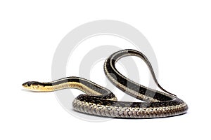 Eastern Gartersnake