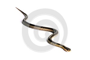 Eastern Gartersnake