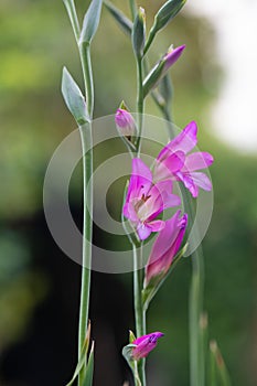 Eastern Gladiolus communis, two spikes with magnenta-pink flowers
