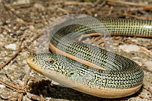 Eastern Glass Lizard