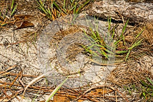 Eastern Glass Lizard - Ophisaurus ventralis