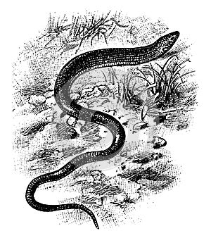 Eastern Glass Lizard, vintage illustration