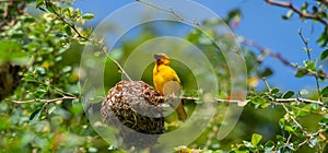 Eastern golden weaver sings near the nest.