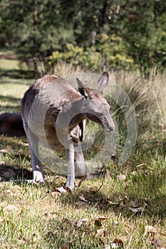 Eastern Gray Kangaroo