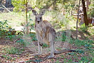Eastern gray kangaroo