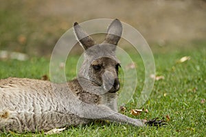 Eastern Gray Kangaroo