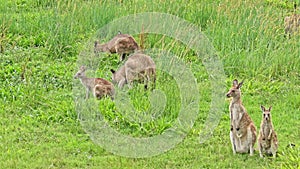 Eastern gray kangaroo (Macropus giganteus) Australian animals graze on green grass