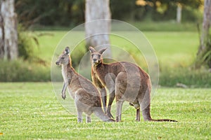 Eastern gray kangaroo (Macropus giganteus) Australian animals graze on green grass in natural habitat