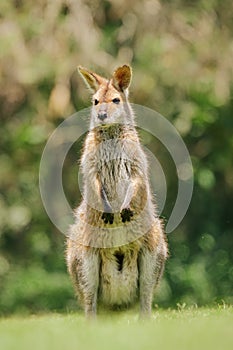 Eastern gray kangaroo (Macropus giganteus) Australian animals graze on green grass in natural habitat. The mammal stands