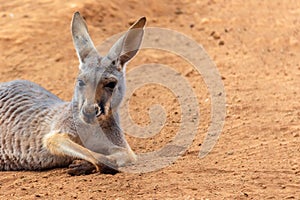 Eastern Gray Kangaroo (Macropus giganteus), Curious, on Sandy Beach, Pebbly Beach, New South Wales, Australia, Oceania