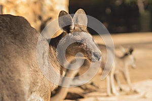 Eastern gray kangaroo standing in the sun