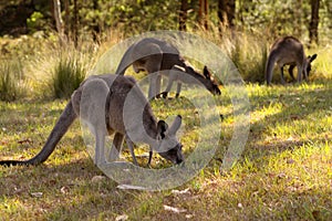 Eastern Gray Kangaroos