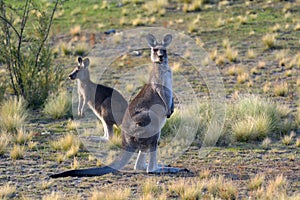 Eastern gray kangaroos in the outback of Canberra Australia