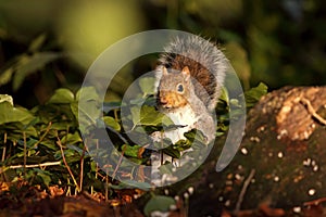 Eastern gray squirrel