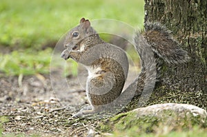 Eastern Gray Squirrel