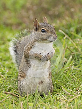 Eastern Gray Squirrel