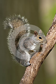 Eastern Gray Squirrel photo