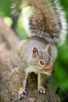 Eastern Gray Squirrel