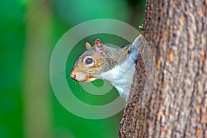 Eastern Gray Squirrel