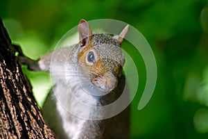 Eastern Gray Squirrel
