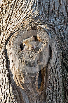 Eastern Gray Squirrel