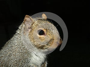 Eastern Gray Squirrel