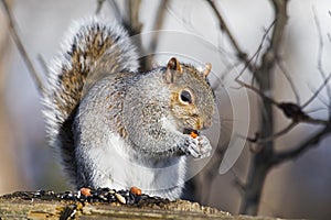 Eastern Gray Squirrel