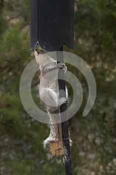 Eastern gray squirrel