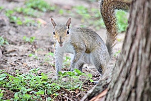 Eastern Gray Squirrel