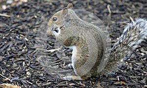 Eastern Gray Squirrel