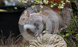 The eastern gray squirrel, also known, particularly outside of North America, as simply the grey squirrel,