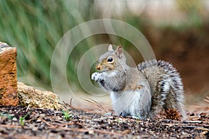 Eastern Gray Squirrel, Athens, Georgia