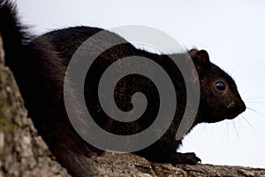 Eastern Gray Squirrel Black Phase  801146