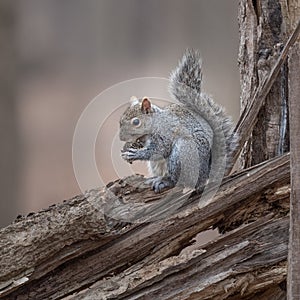 Eastern Gray Squirrel chewing on a nut